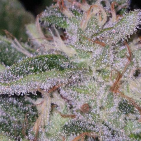 Moby 🍆  growlog timeline photo