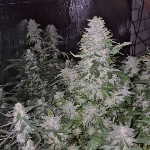 Moby 🍆  growlog timeline photo