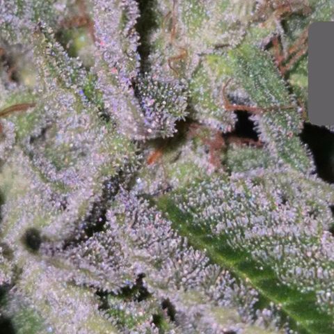 Moby 🍆  growlog timeline photo