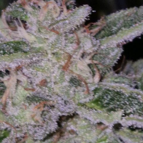 Moby 🍆  growlog timeline photo