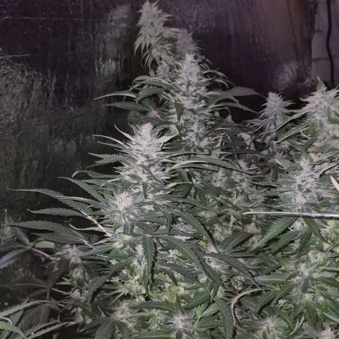 Moby 🍆  growlog timeline photo