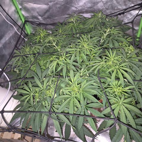 Afghani #1 (45-50bt) growlog timeline photo
