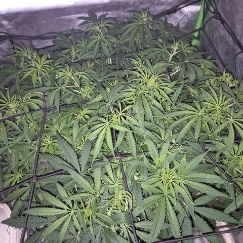 Afghani #1 (45-50bt) growlog timeline photo