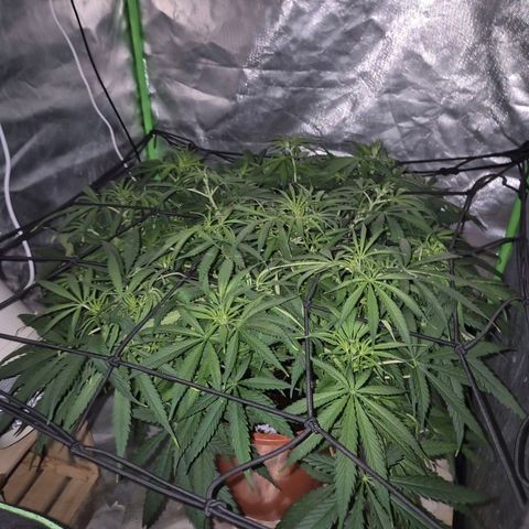 Afghani #1 (45-50bt) growlog timeline photo