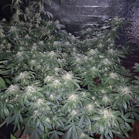 Apple crumble Ben growlog timeline photo