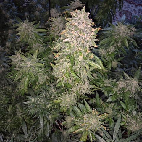 Moby 🍆  growlog timeline photo
