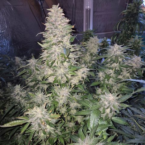 Moby 🍆  growlog timeline photo