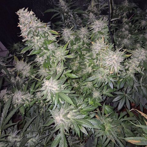 Moby 🍆  growlog timeline photo