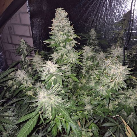 Moby 🍆  growlog timeline photo