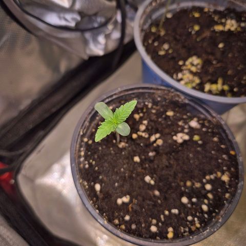 Ice cream cake 🍰 & permanent marker🖊(65-73bt) growlog photo: Leicht am Geilen... kein Problem 👌