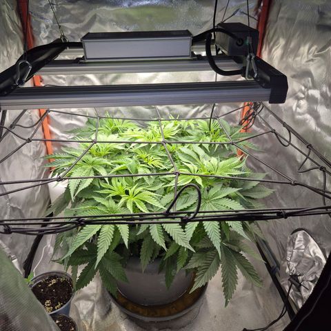 WTF- Königin Mimosa evo 👑👑👑 (65-70bt) growlog timeline photo