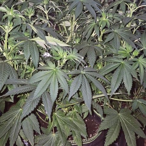 Biscotti (56-70bt) growlog timeline photo
