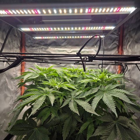 WTF- Königin Mimosa evo 👑👑👑 (65-70bt) growlog timeline photo