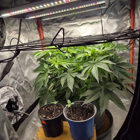 Ice cream cake 🍰 & permanent marker🖊(65-73bt) growlog photo: Erhöht