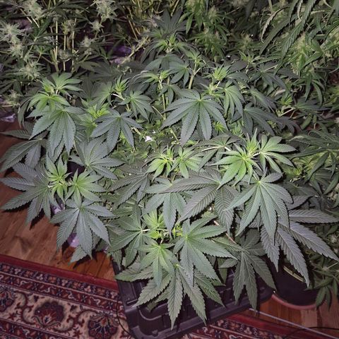 Biscotti (56-70bt) growlog timeline photo