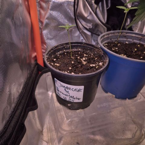 Ice cream cake 🍰 & permanent marker🖊(65-73bt) growlog photo: Leicht am Geilen... kein Problem 👌