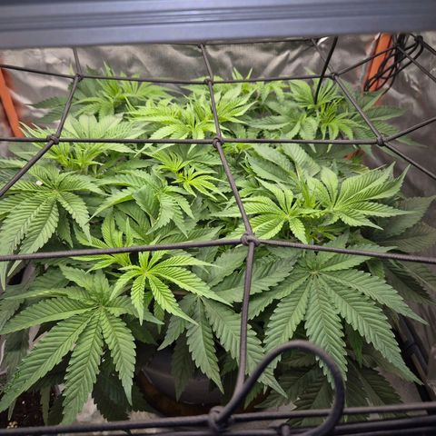 WTF- Königin Mimosa evo 👑👑👑 (65-70bt) growlog timeline photo