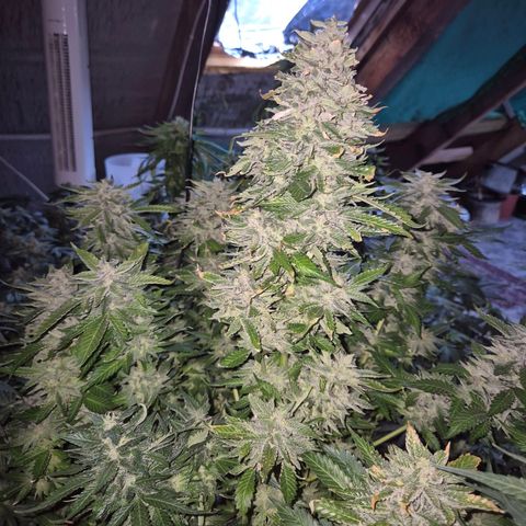 Moby 🍆  growlog timeline photo