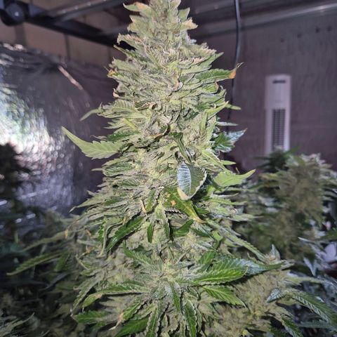 Moby 🍆  growlog timeline photo