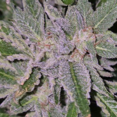 Moby 🍆  growlog timeline photo