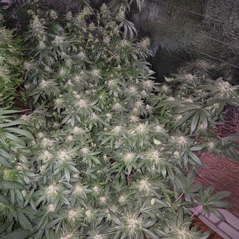 Apple crumble Ben growlog timeline photo