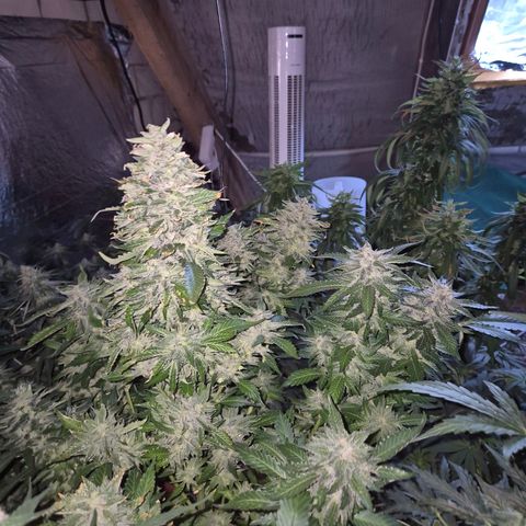 Moby 🍆  growlog timeline photo