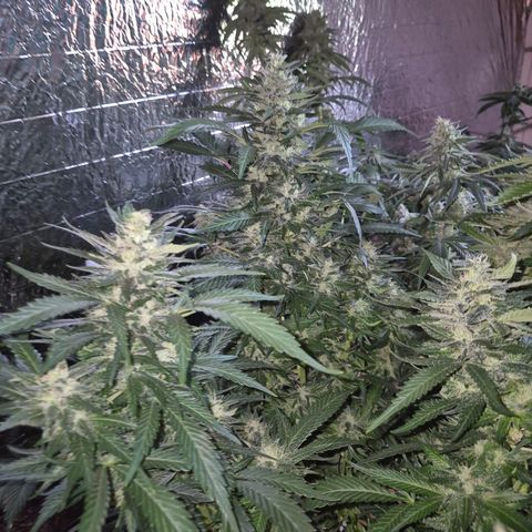 Moby 🍆  growlog timeline photo