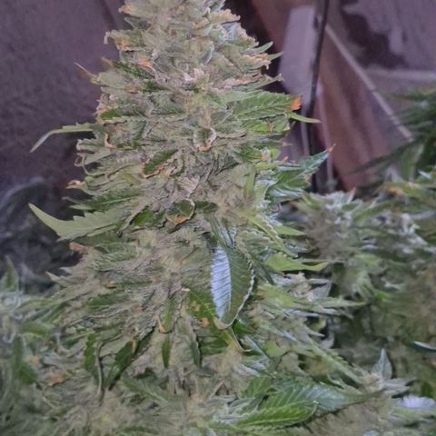 Moby 🍆  growlog timeline photo