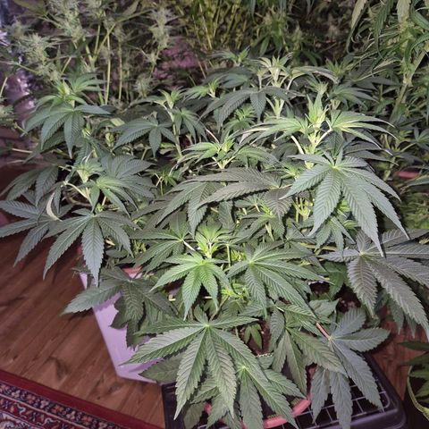 Biscotti (56-70bt) growlog timeline photo