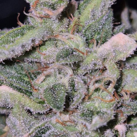 Moby 🍆  growlog timeline photo