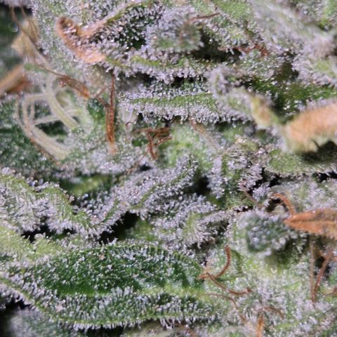 Moby 🍆  growlog timeline photo