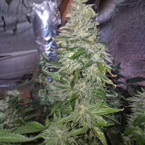 Moby 🍆  growlog timeline photo