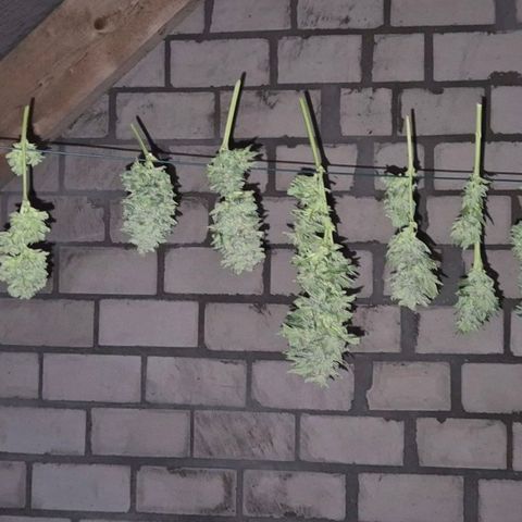 Moby 🍆  growlog photo: Teilernte