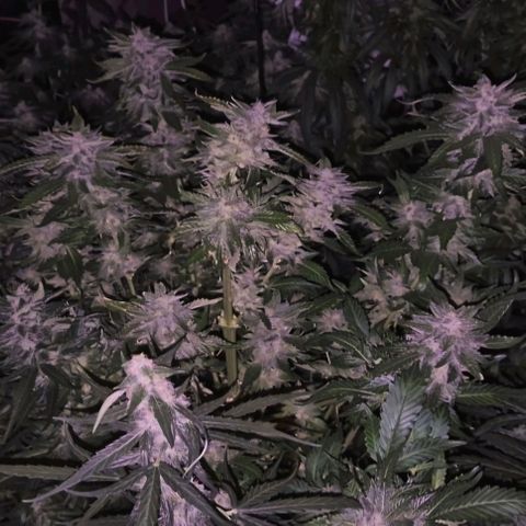 Moby 🍆  growlog photo: Teilernte, diesen Rest hab ich stehen lassen.so hab ich high&stoned gras, und später nochmal dickere buds👌
