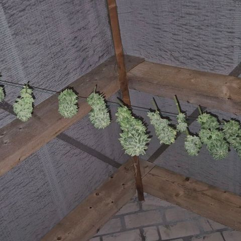 Moby 🍆  growlog photo: Von unten