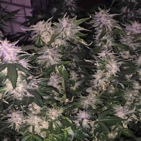 Moby 🍆  growlog photo: Teilernte, diesen Rest hab ich stehen lassen.so hab ich high&stoned gras, und später nochmal dickere buds👌