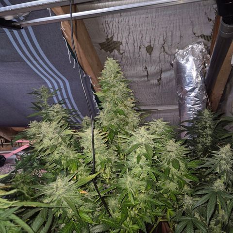 Moby 🍆  growlog timeline photo