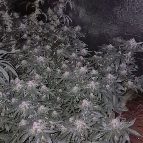 Apple crumble Ben growlog timeline photo