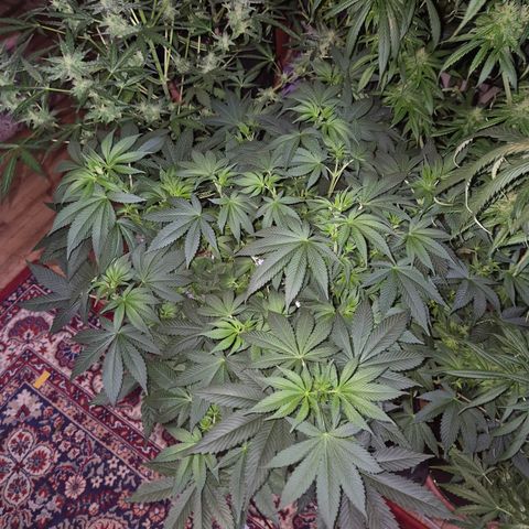 Biscotti (56-70bt) growlog timeline photo