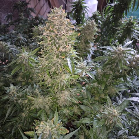 Moby 🍆  growlog timeline photo