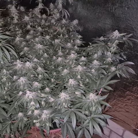 Apple crumble Ben growlog timeline photo