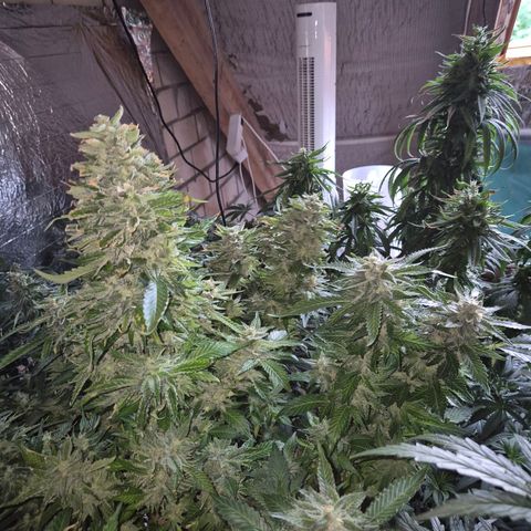 Moby 🍆  growlog timeline photo