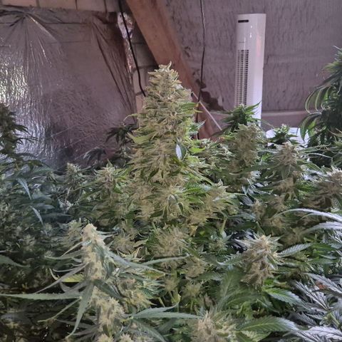 Moby 🍆  growlog timeline photo