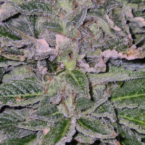 Moby 🍆  growlog timeline photo