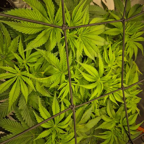 WTF- Königin Mimosa evo 👑👑👑 (65-70bt) growlog timeline photo