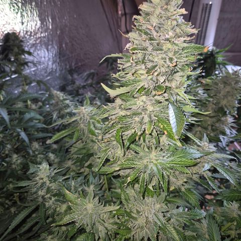 Moby 🍆  growlog timeline photo