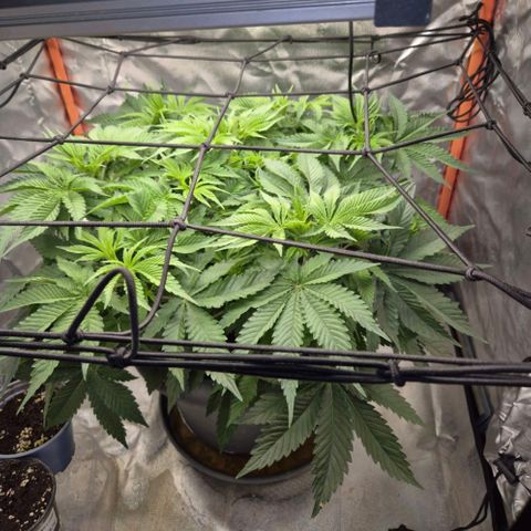 WTF- Königin Mimosa evo 👑👑👑 (65-70bt) growlog timeline photo