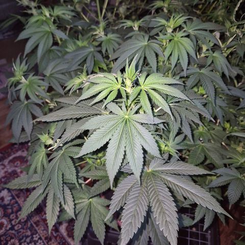 Biscotti (56-70bt) growlog timeline photo