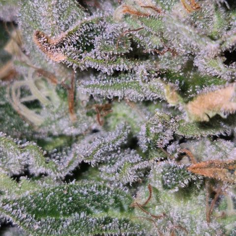 Moby 🍆  growlog timeline photo