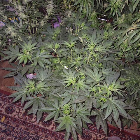 Biscotti (56-70bt) growlog timeline photo